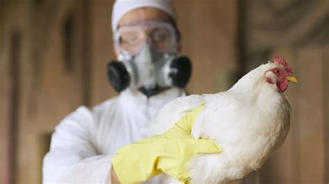 How to Recognize and Report Bird Flu in the Hollow Trailer Community